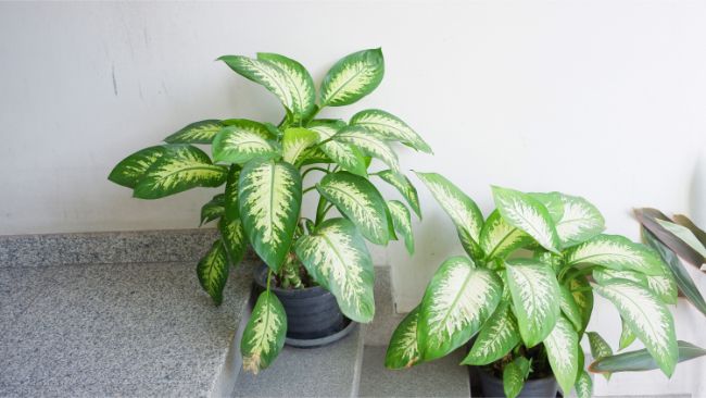 dieffenbachia leaves turning yellow