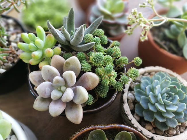 differnce between succulents and cacti