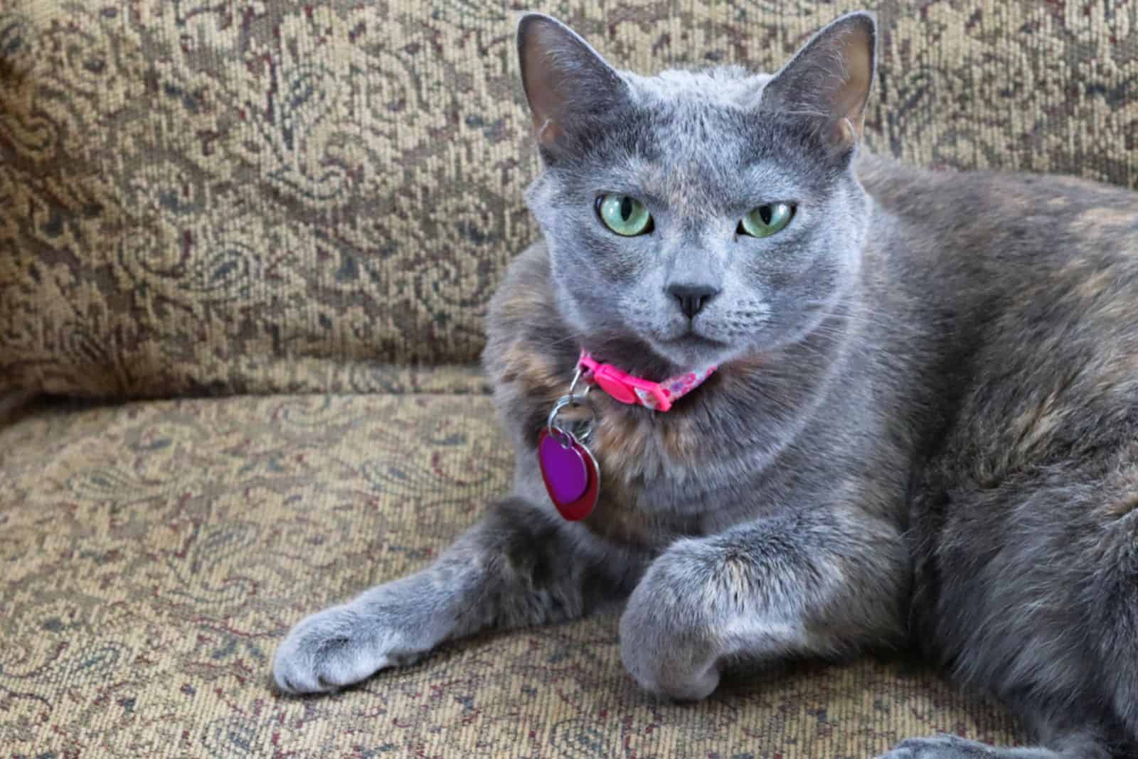 diluted tortoiseshell cat with pink and purple collar and green eyes