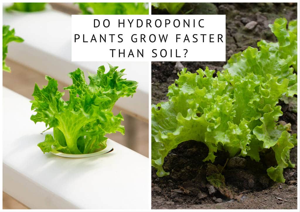 do hydroponic plants grow faster than soil