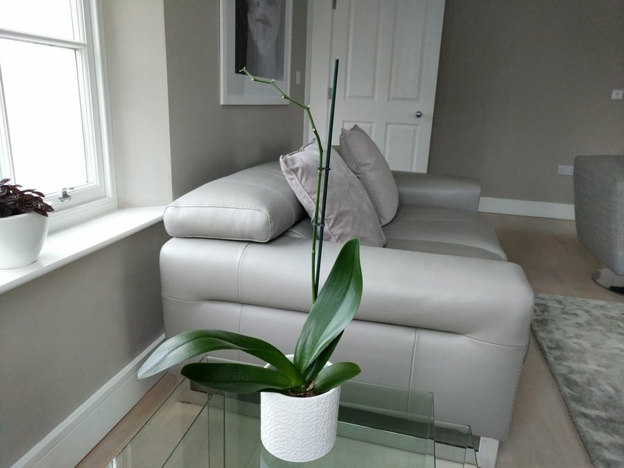 do you trim orchid stems