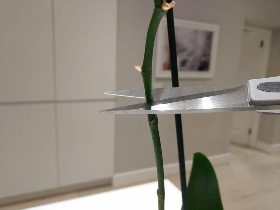 do you trim orchid stems