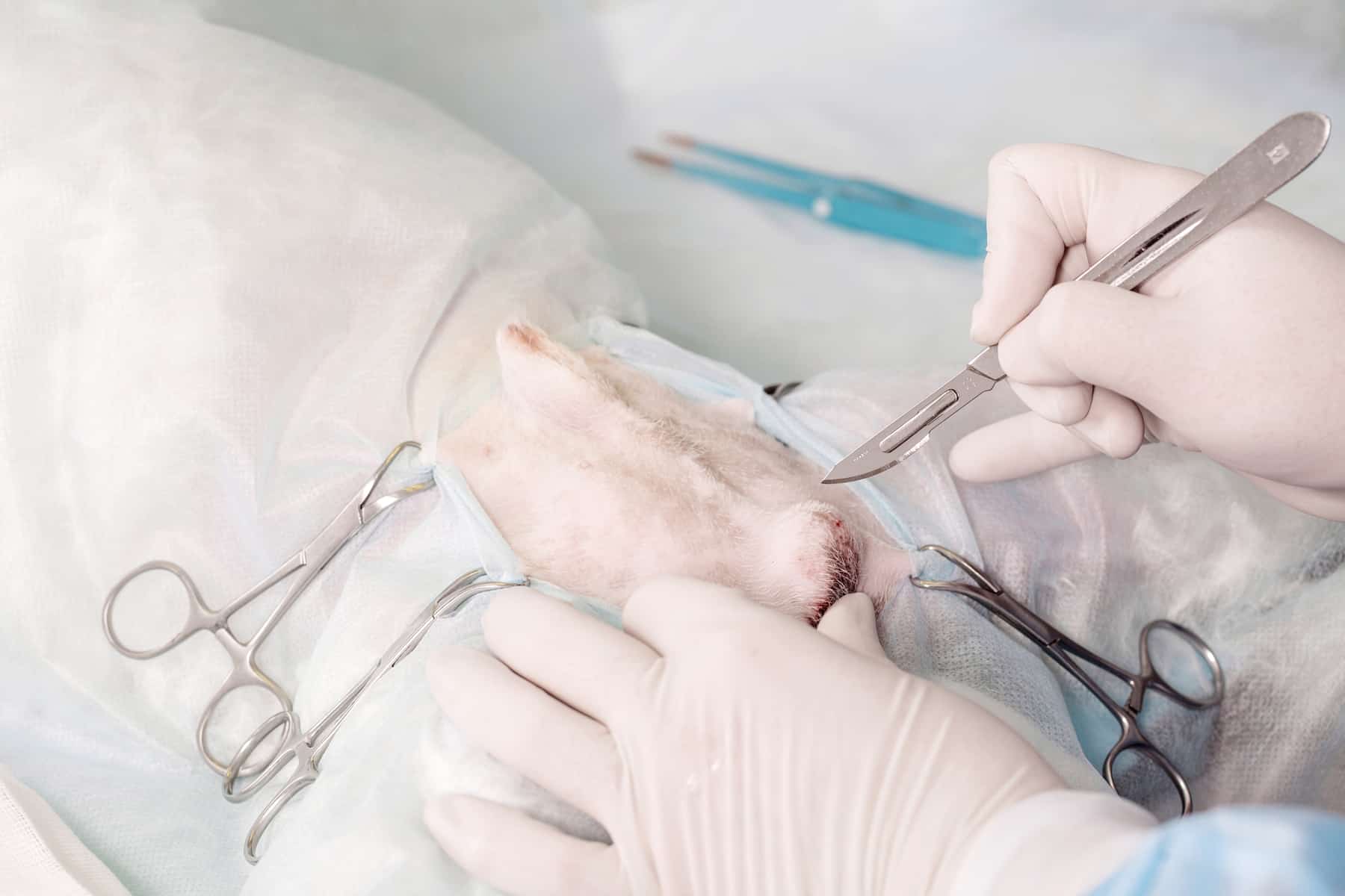 close up of veterinarian or doctor with scalpel doing surgery in the clinic. medicine, pet, animals, health care and people concept