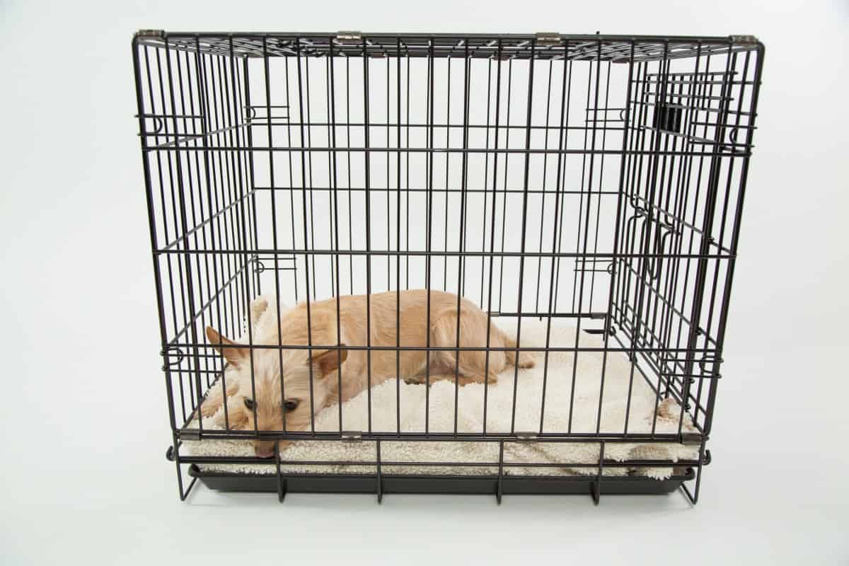 dog resting in a crate after artificial insemination to keep the semen in the uterus