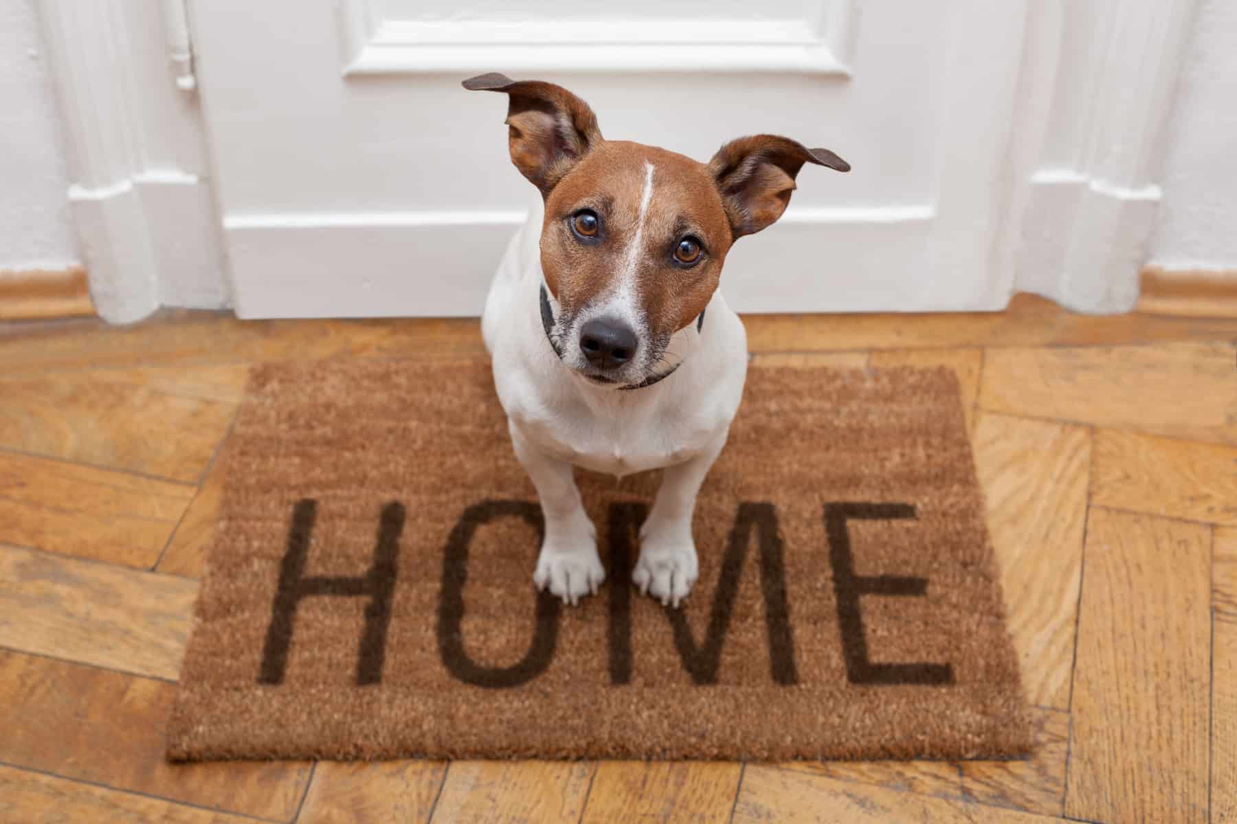 dog sitting on a welcome home doormat