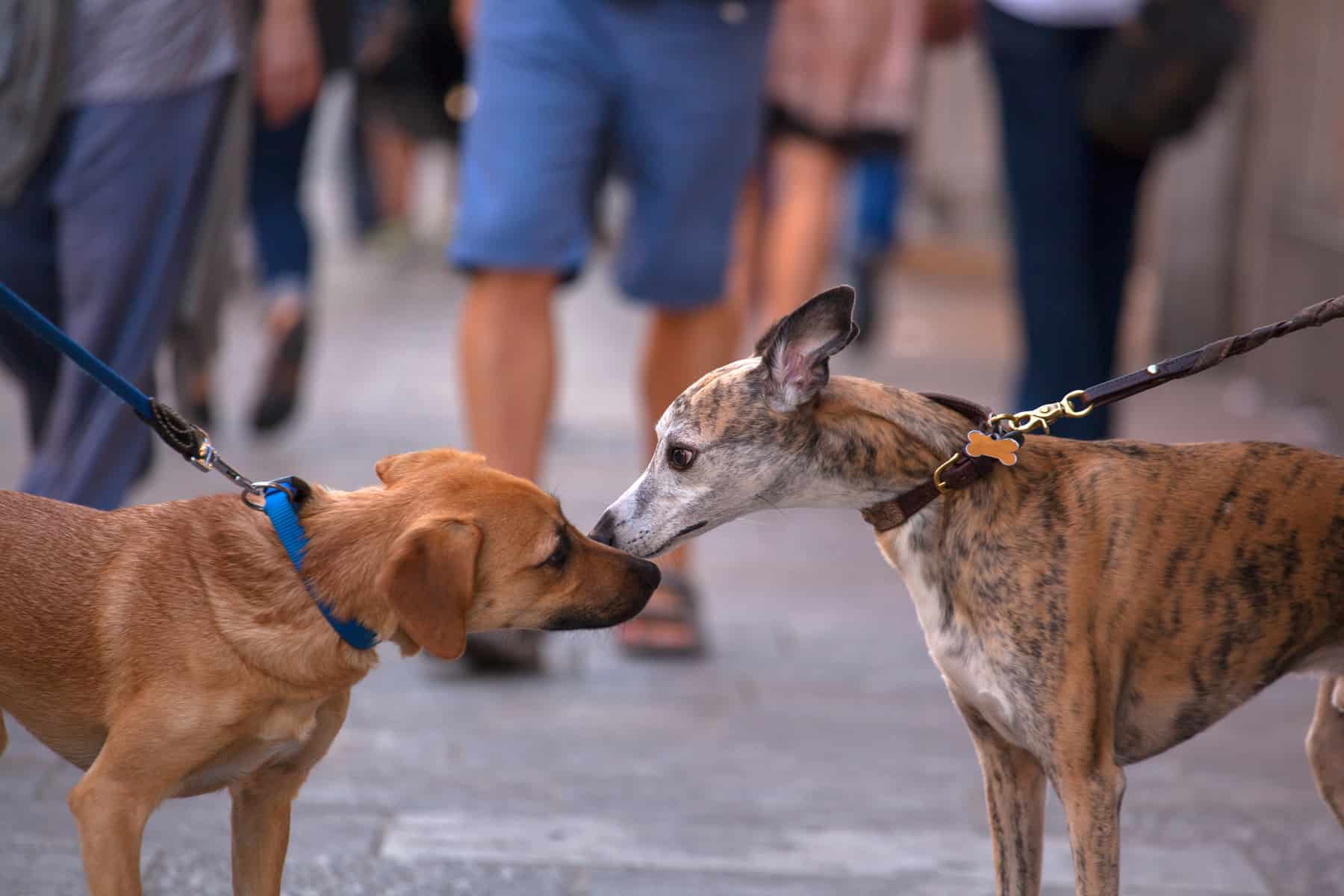 close-up photo of two dogs sniffing each other