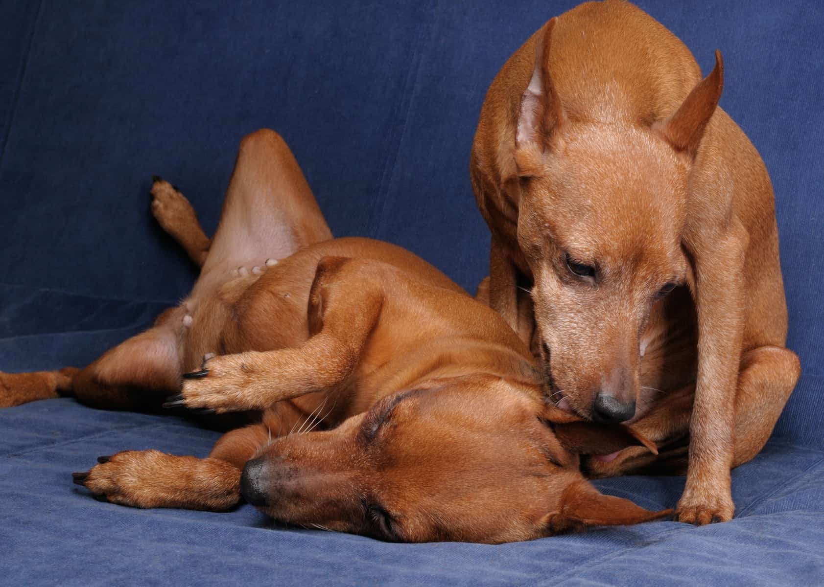 Miniature Pinschers on the couch, spending time together