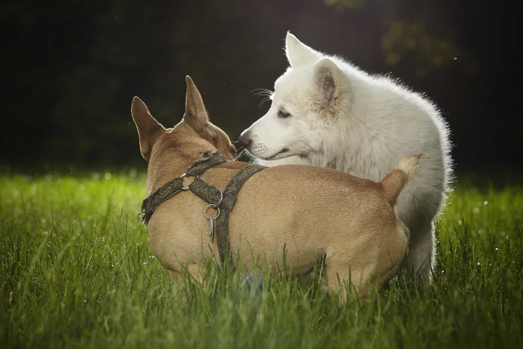 Nice young Swiss white shepherd puppy female in summer park meeting another dog