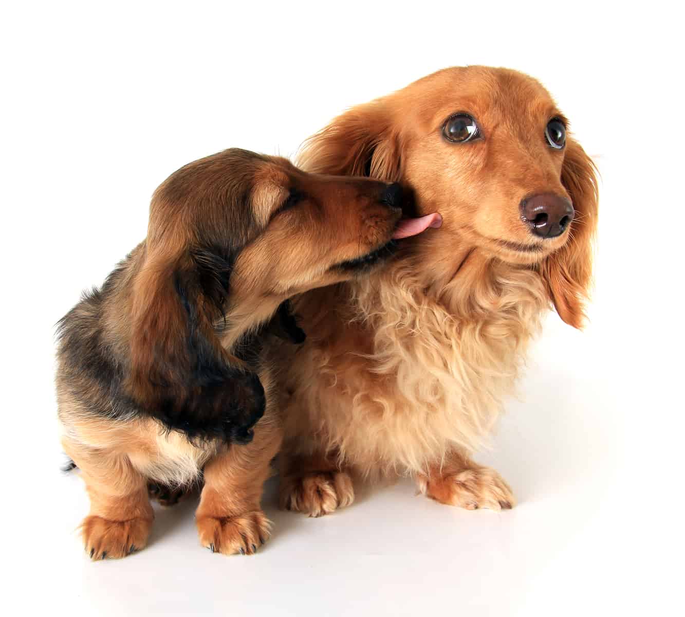 Dachshund male and female