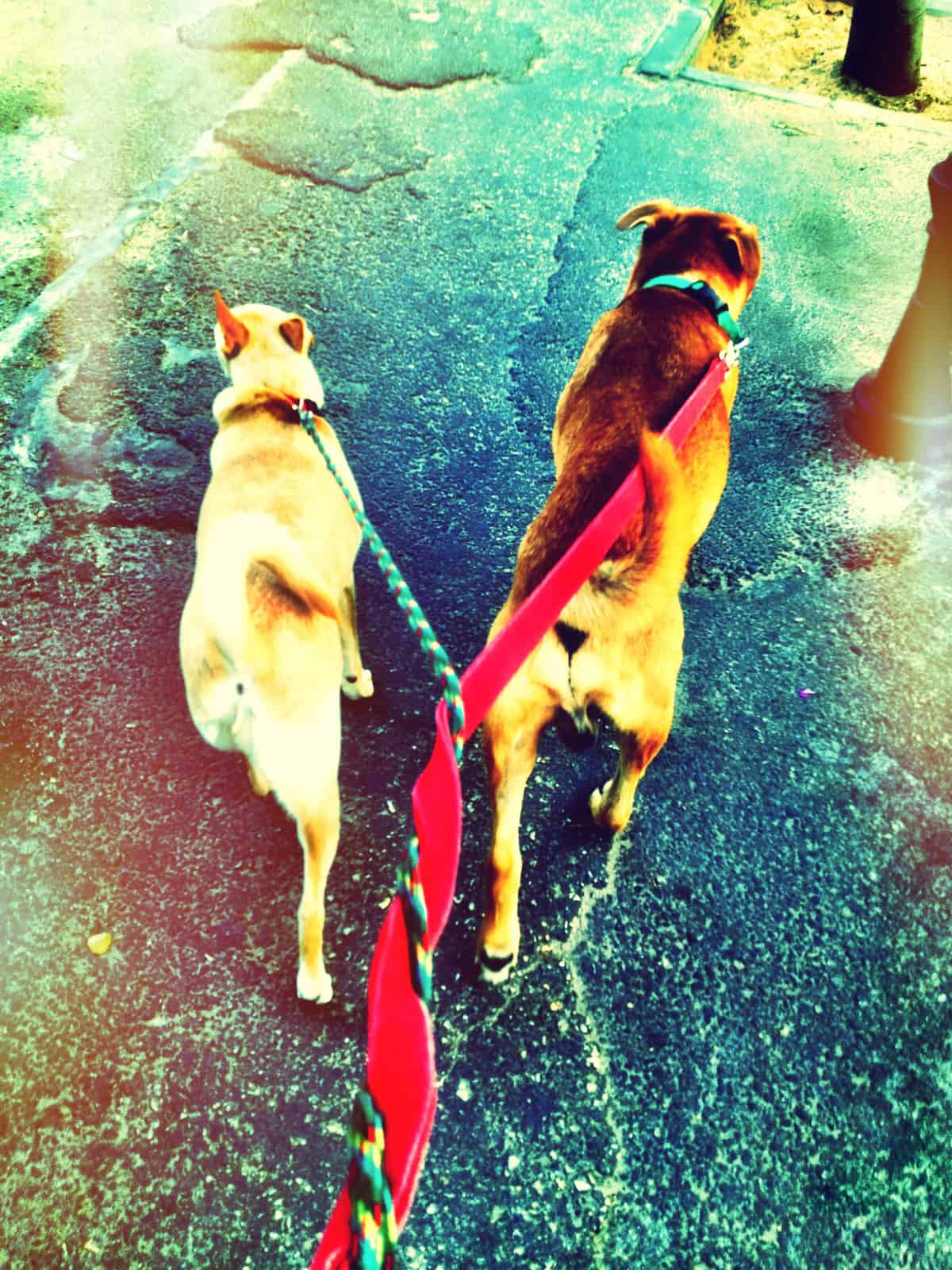 Owner's view of a couple of dogs walking on an urban street side by side, their leashes entwined together.