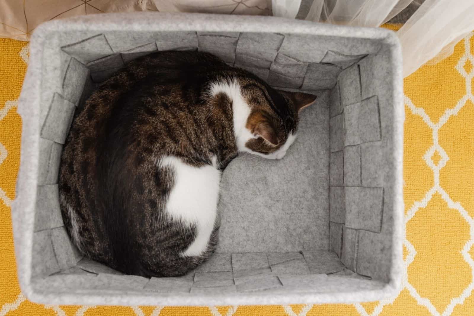 domestic cat sleeps in cozy gray felt storage basket