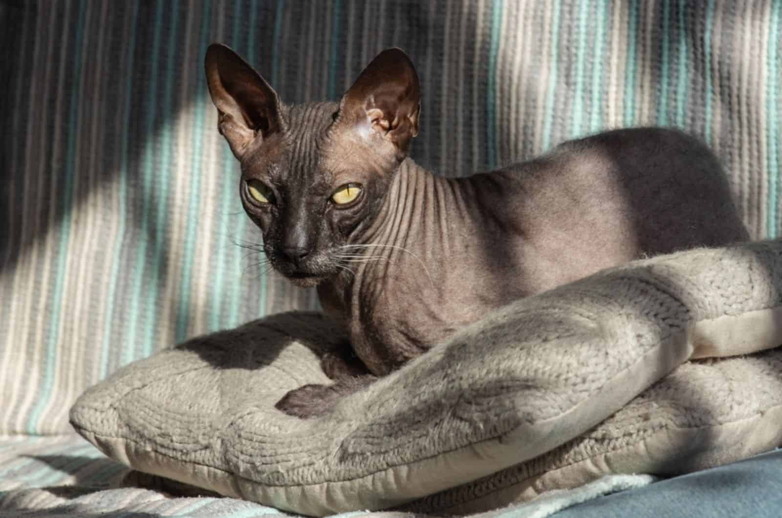 donskoy cat on the pillows