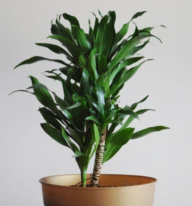 dracaena brown tips