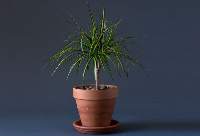 dracaena brown tips