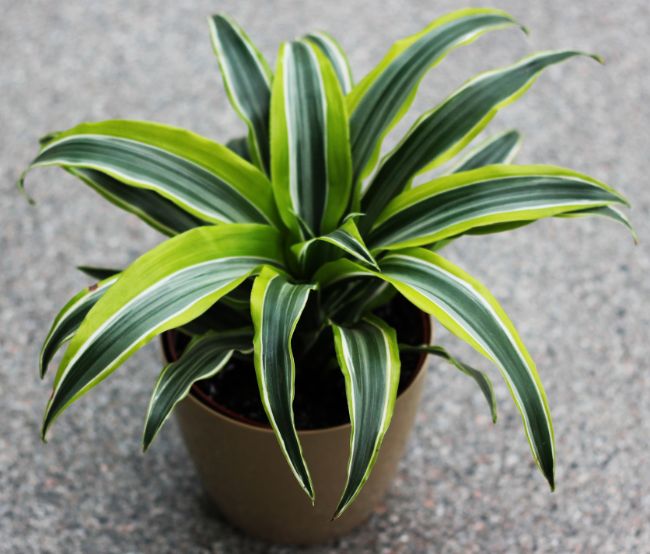 dracaena lemon lime with brown leaf tips