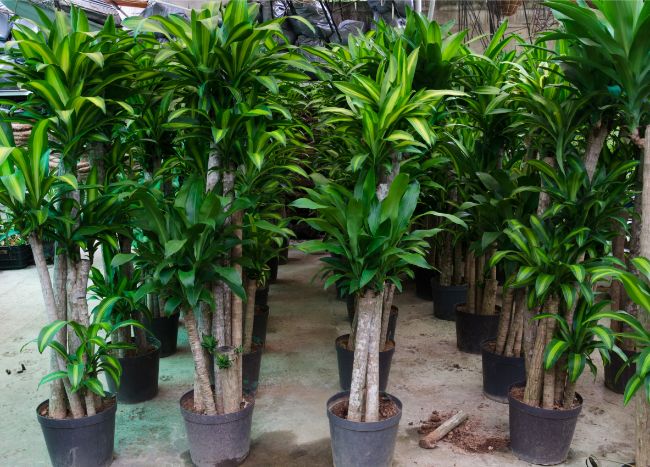 Corn plant Dracaena Fragrans large low light houseplants