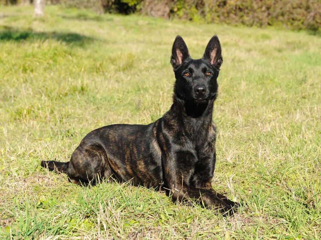 Portrait of Dutch Shepherd Dog in outdoors