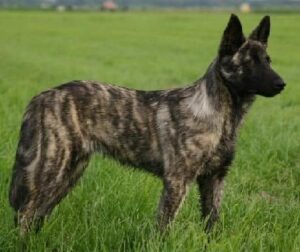 Dutch Shepherd outside on a grass