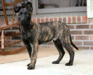 Dutch Shepherd Puppy outdoors