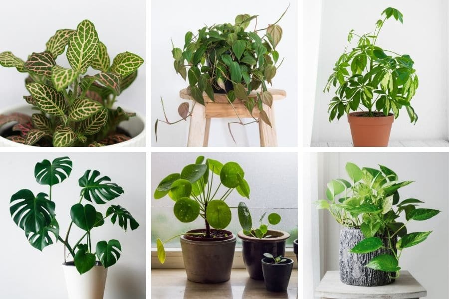 easy houseplants to propagate