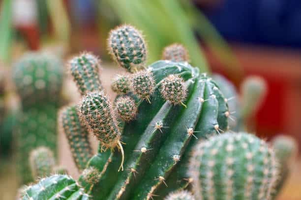 Echinopsis Cacti