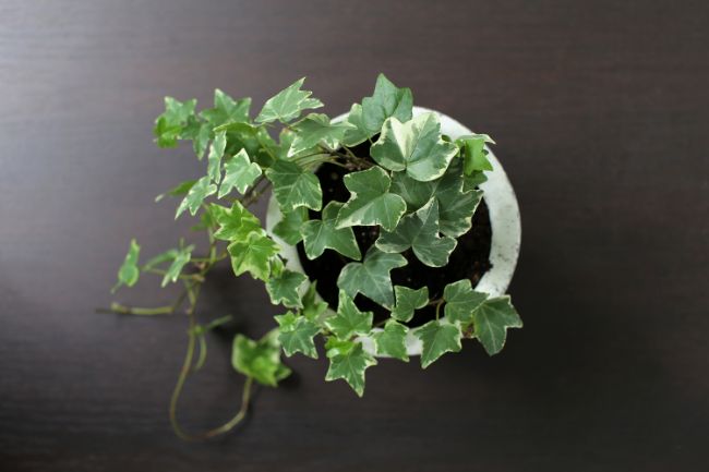 English Ivy Hedera helix