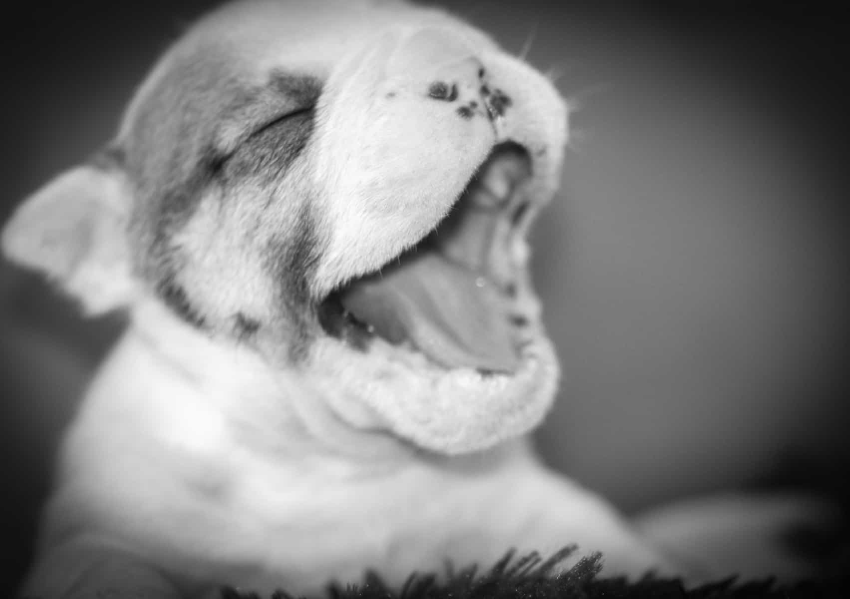 A newborn English Bulldog (three weeks old) crying