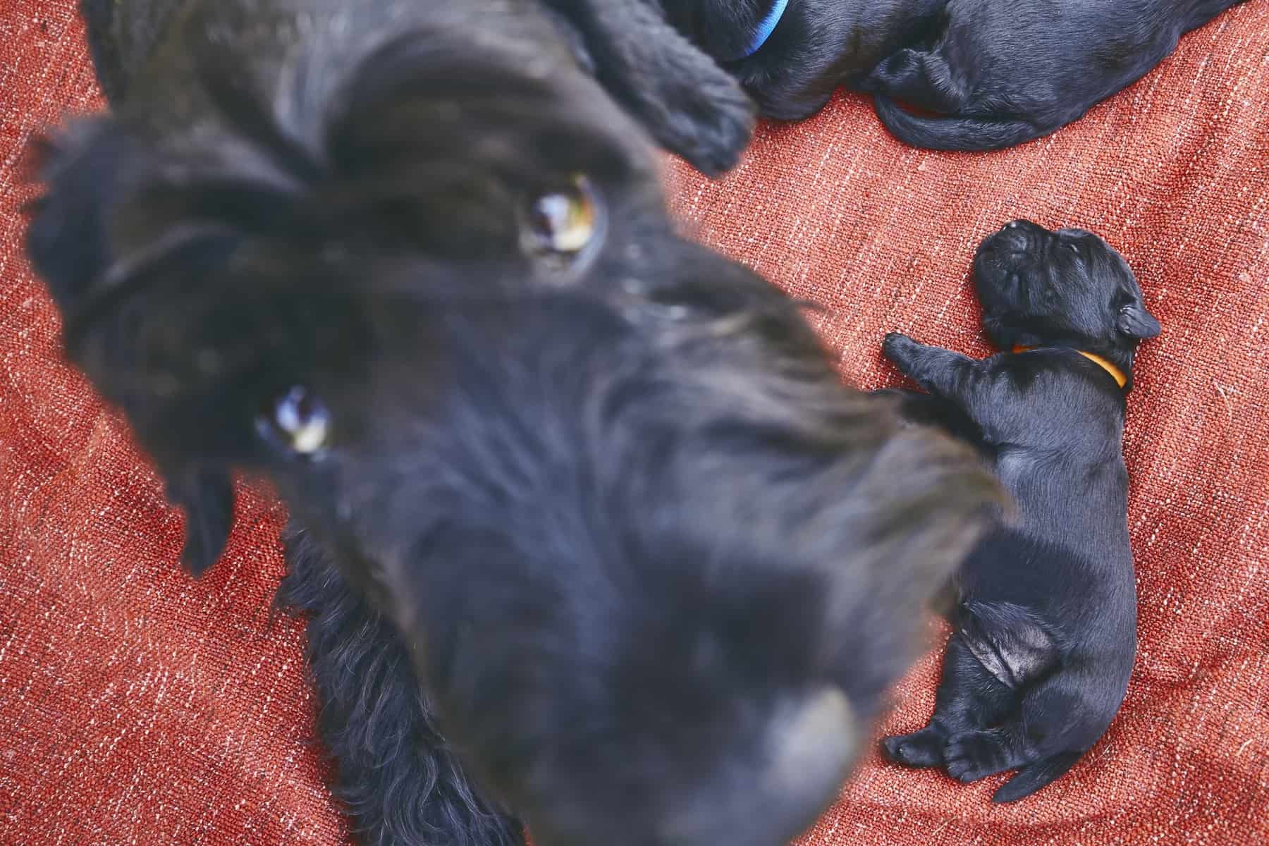 A Giant Schnauzer mother dog and her newborn with one puppy away from her