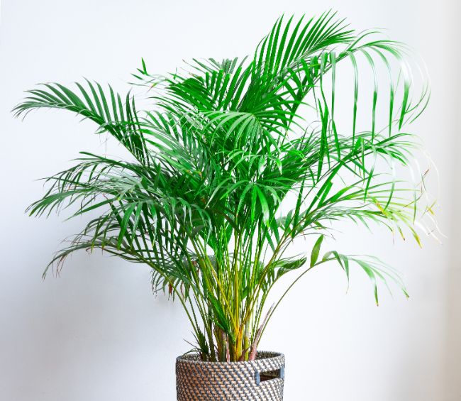 areca palm dypsis lutescens