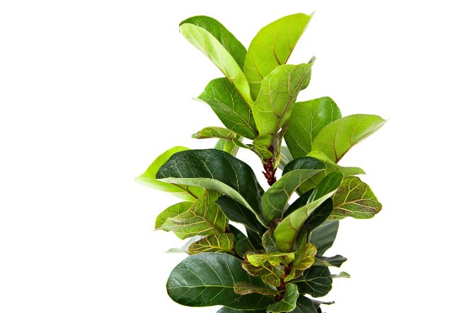 fiddle leaf fig ficus lyrata