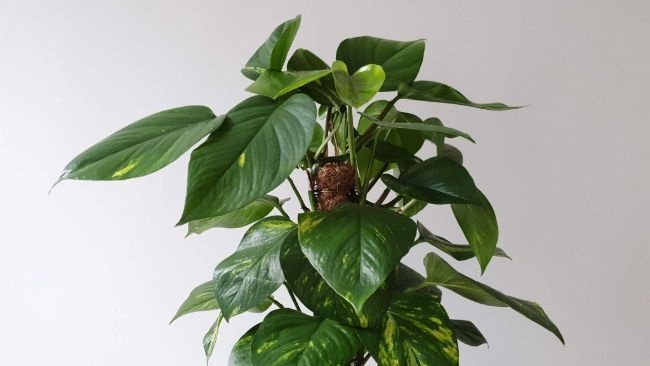 fast growing indoor plants pothos