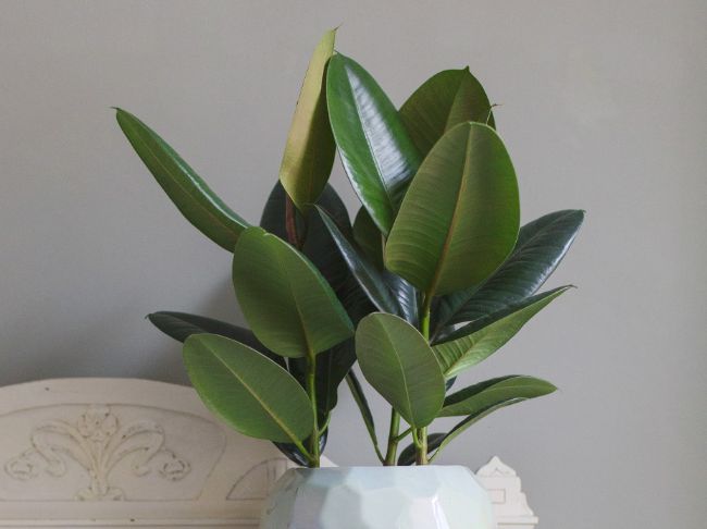 rubber plant ficus elastica