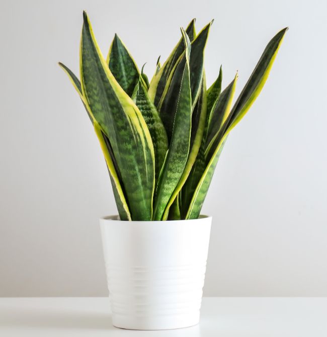 fast growing indoor plants dracaena trifasciata