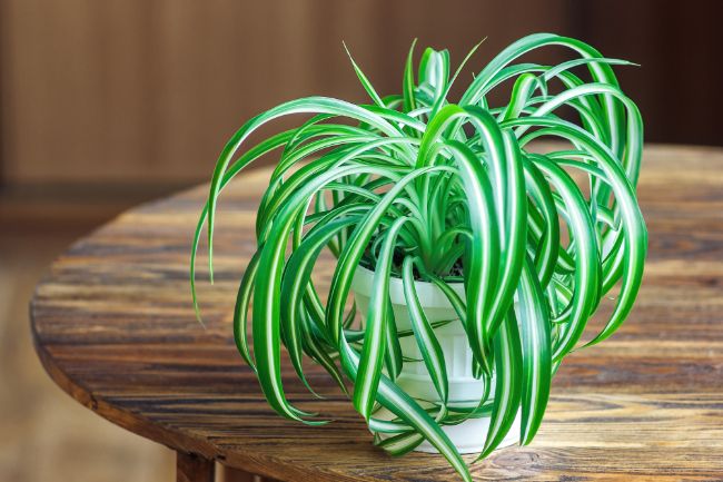 spider plant chlorophytum comosum