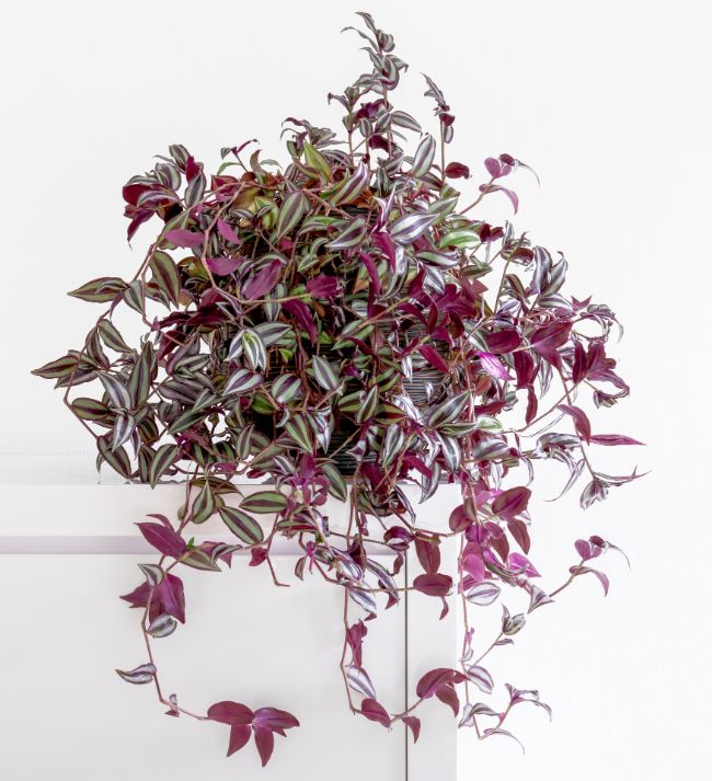 tradescantia zebrina wandering jew plant