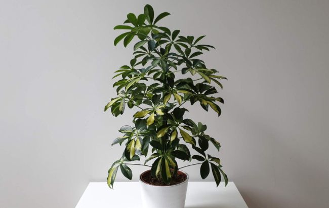 schefflera arboricola