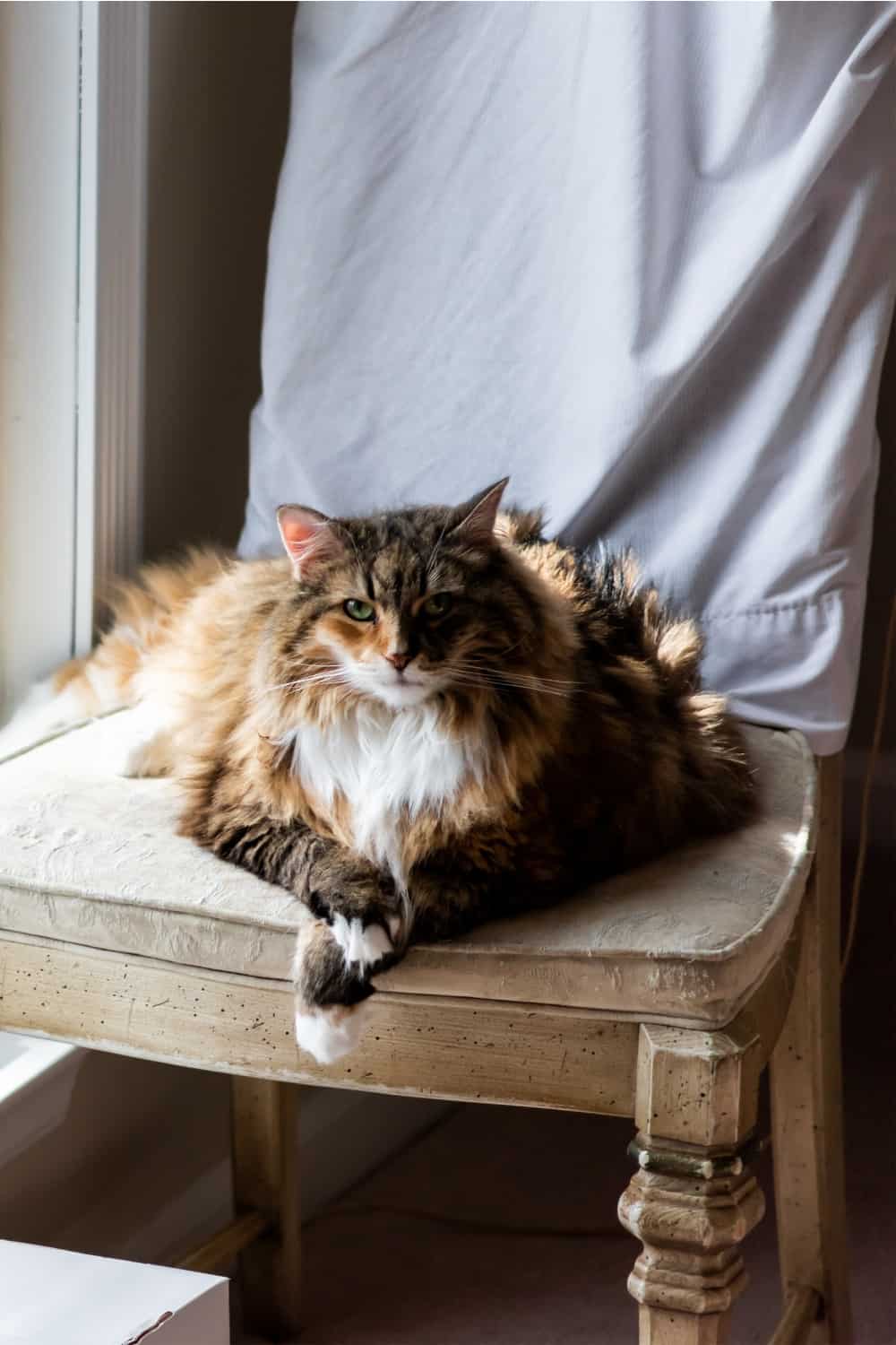 fat cat on chair