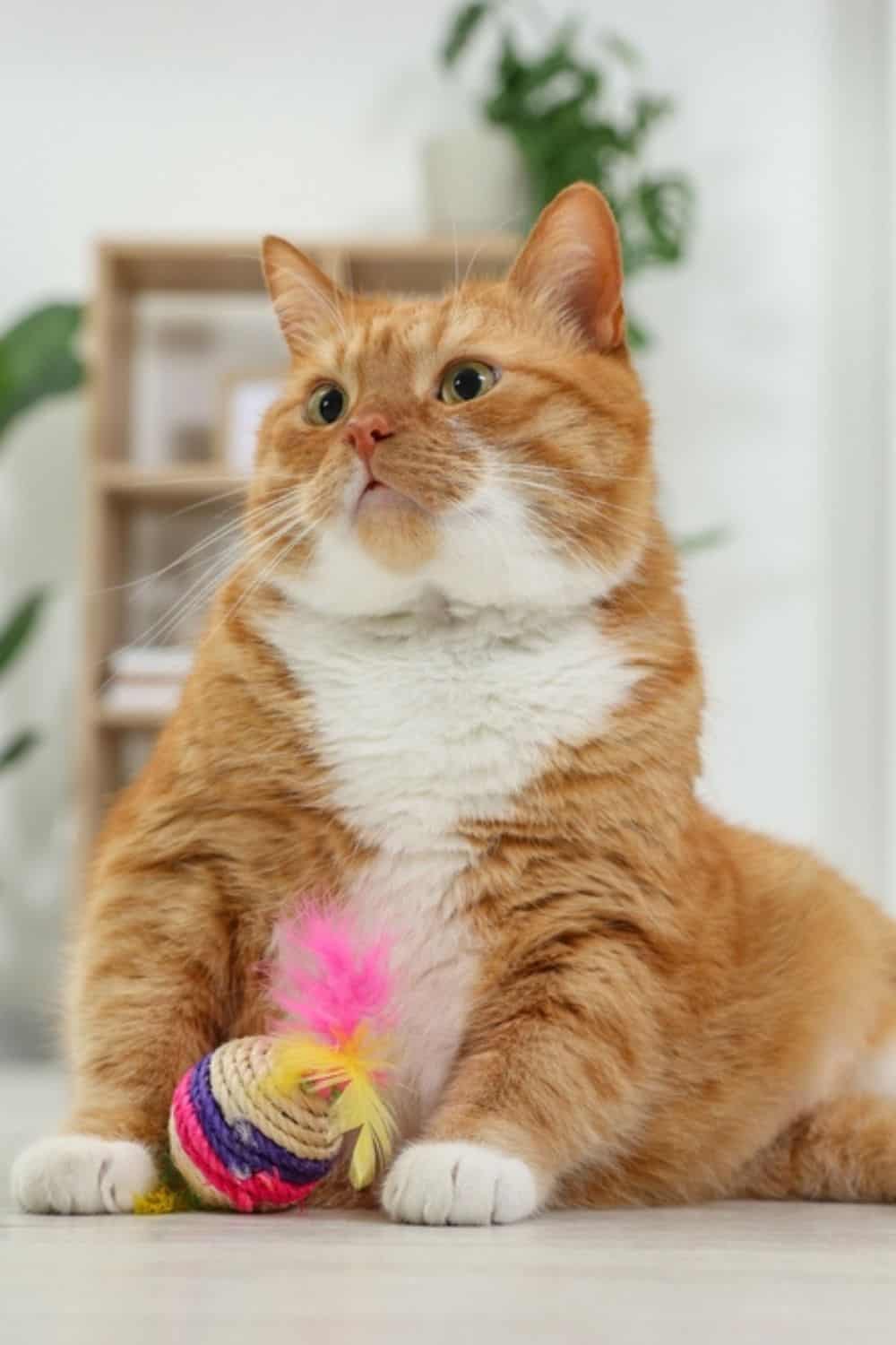 fat cat with toy