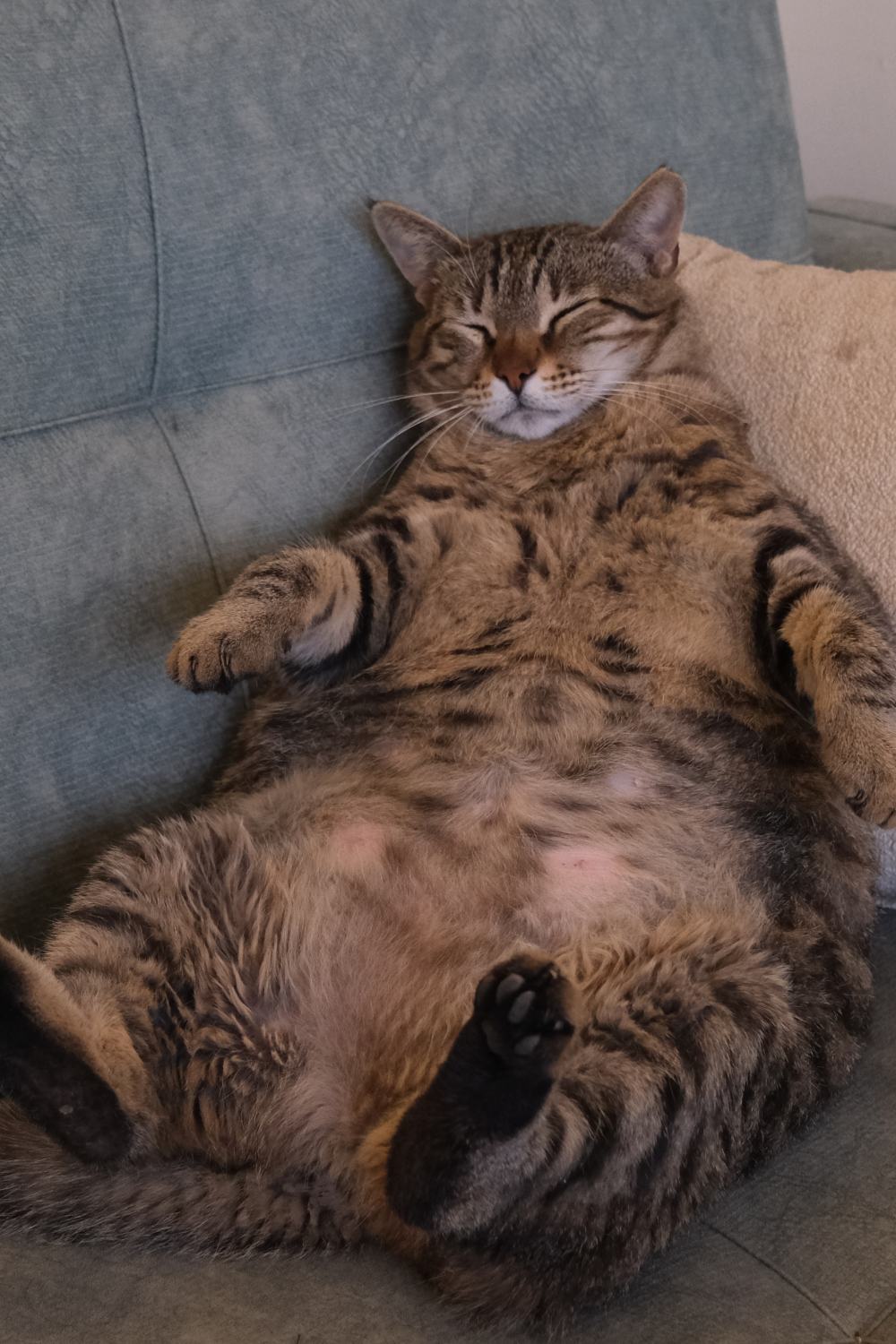 fat cat