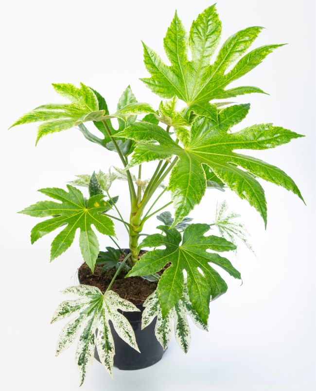 Fatsia japonica