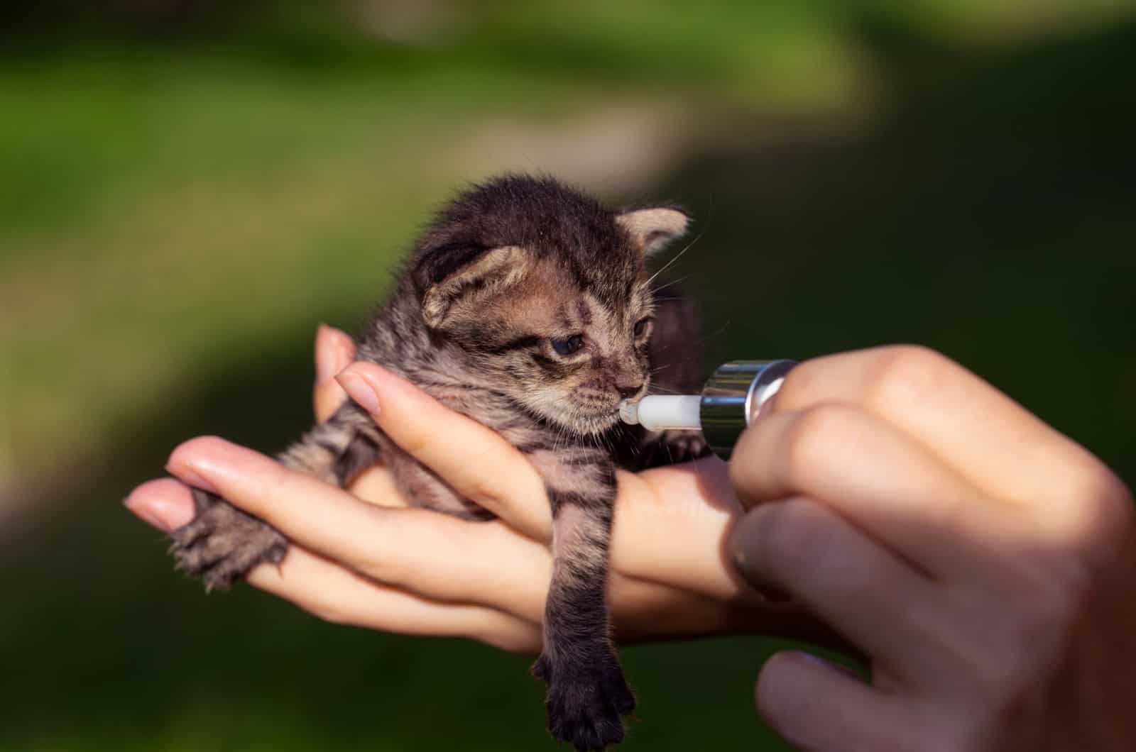 feeding the newborn kitten