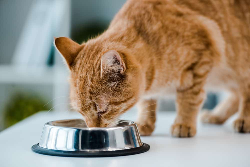 Feline Natural Cat Food Review Homeowner