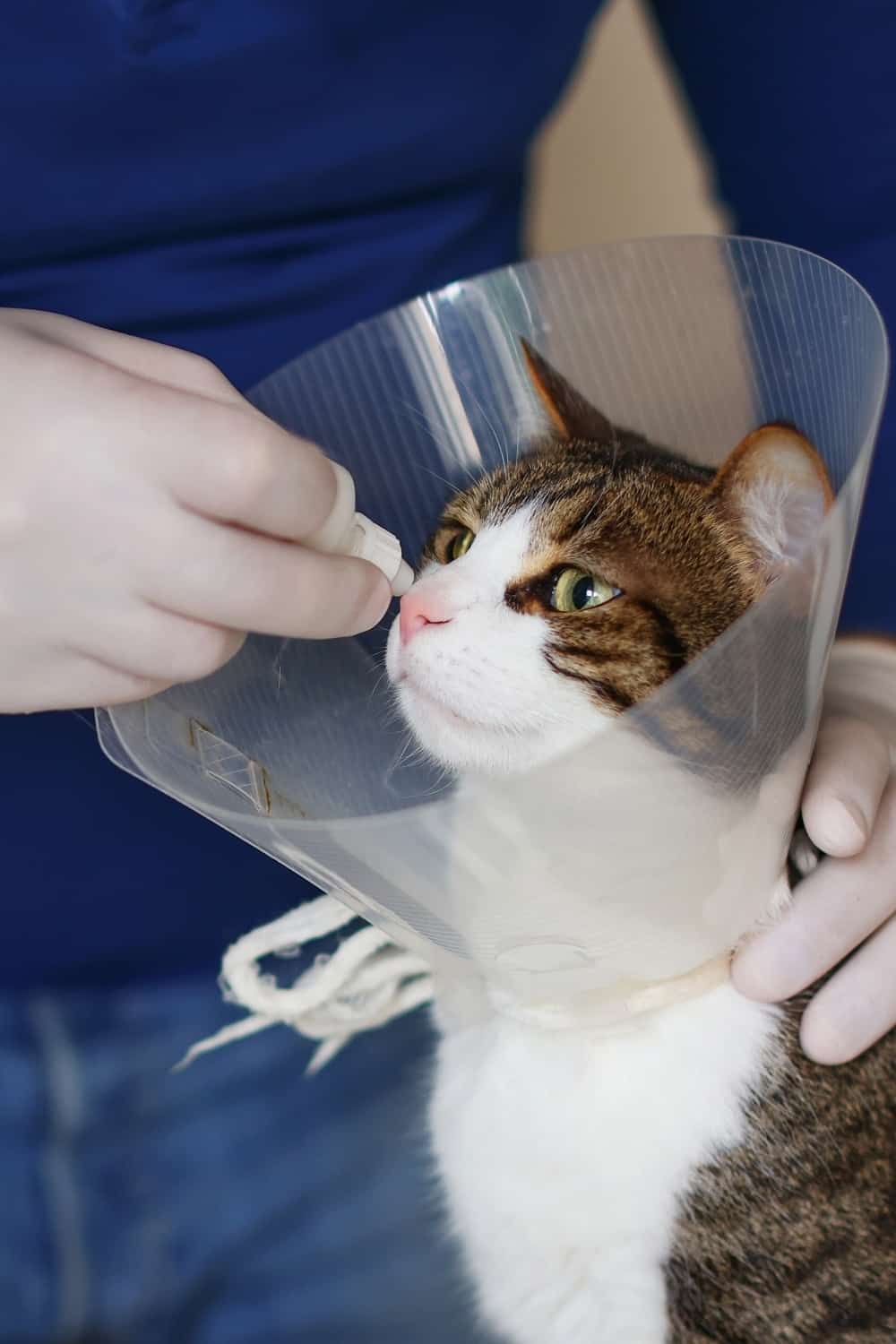 female giving cat medication