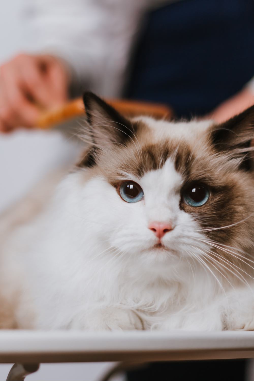 female hands grooming cat