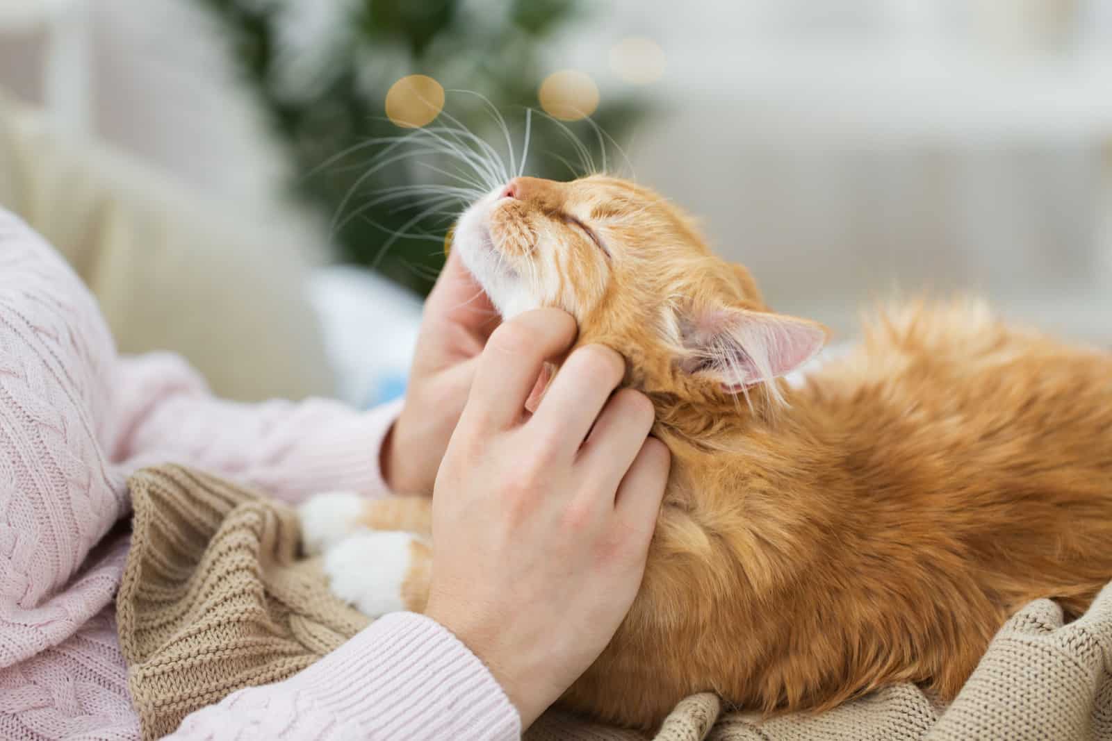 female owner stroking red tabby cat in bed at home