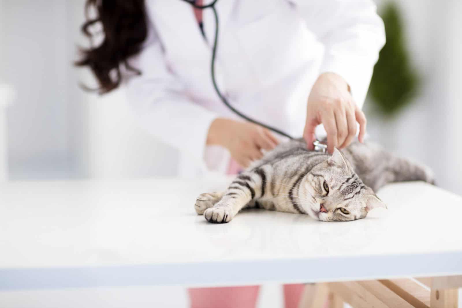 female veterinarian medical doctor with cat