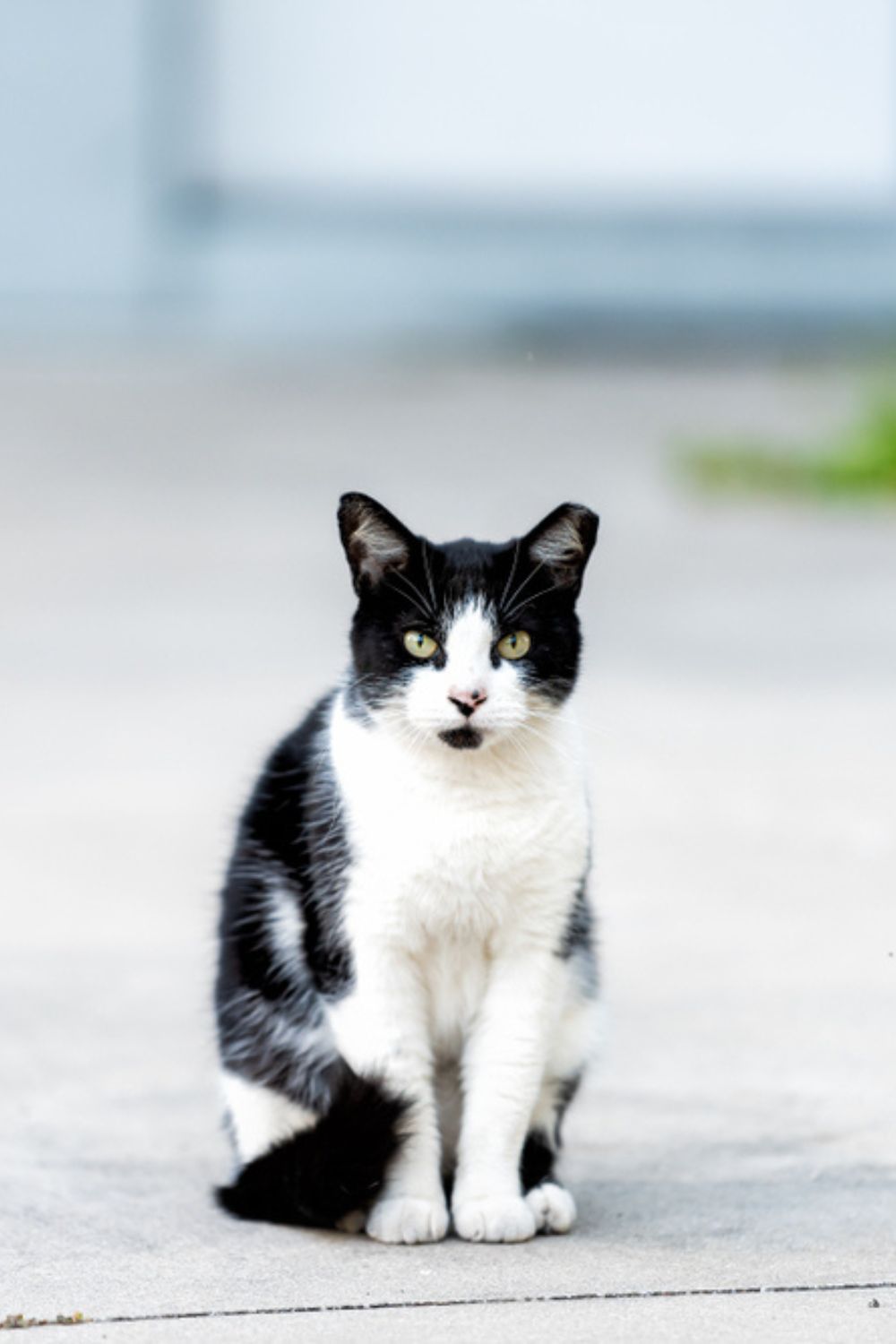 feral cat sitting