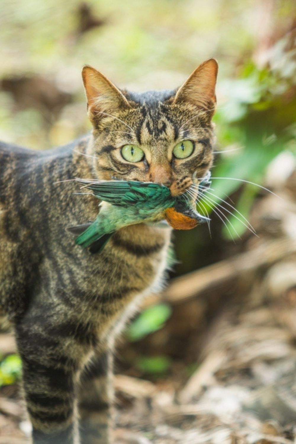 feral cat with bird in mouth