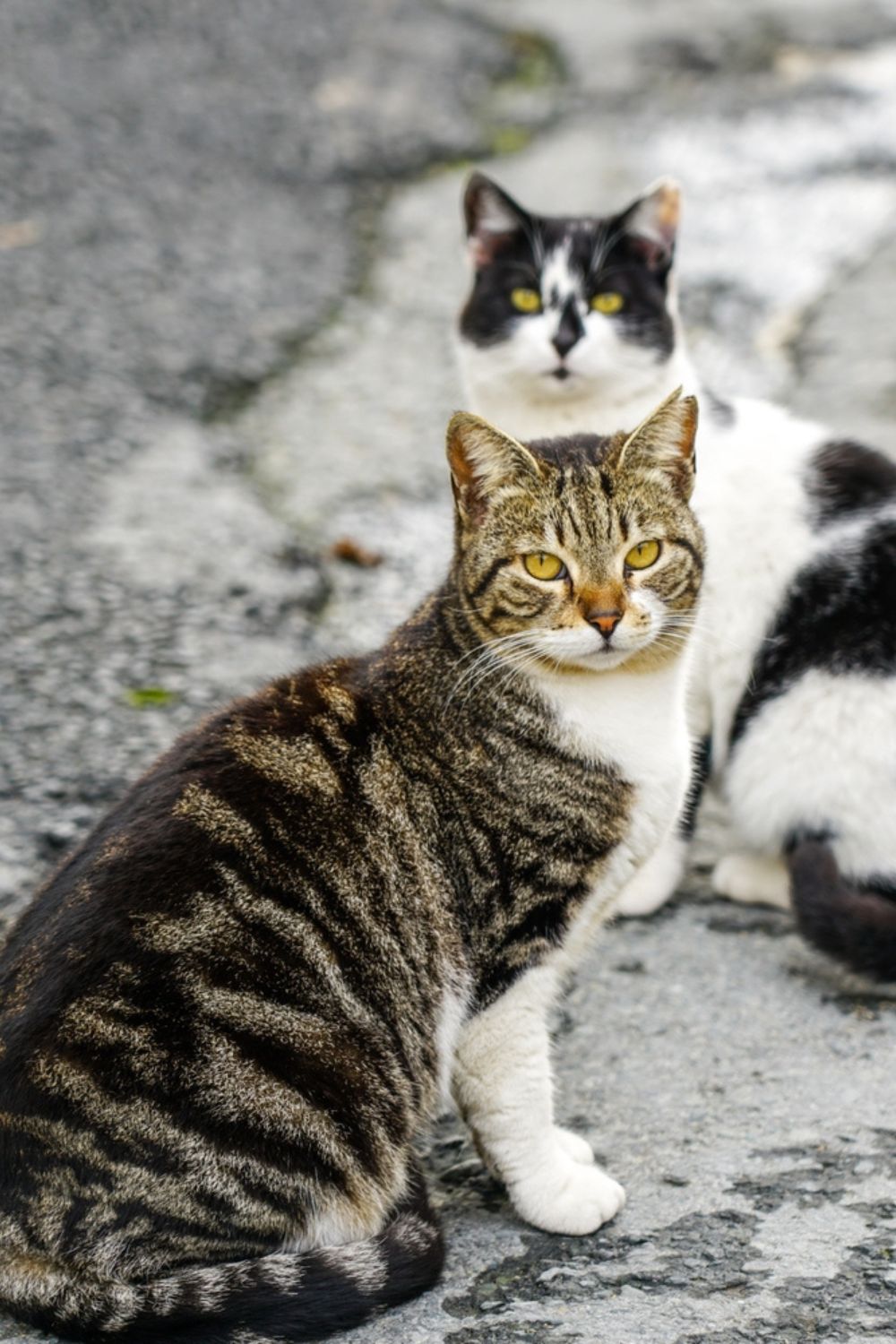 feral cats on the street