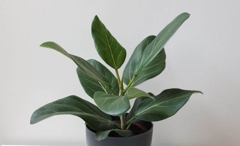 ficus audrey care